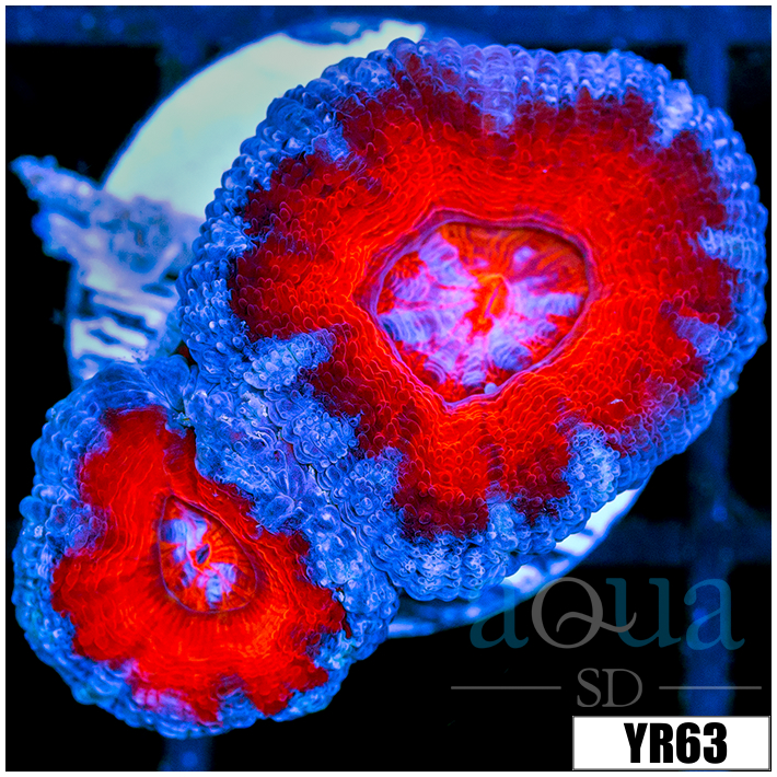 Teal Claw Acan Lord