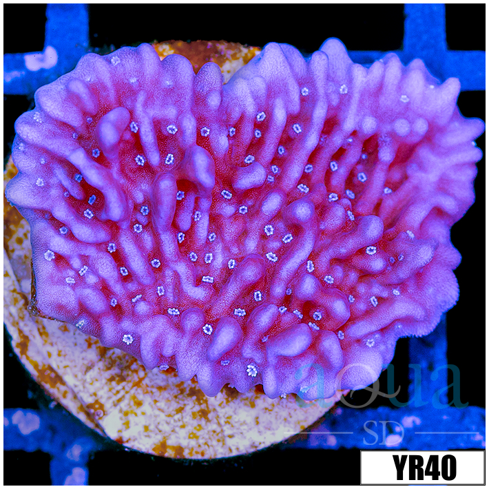 Purple Haze Montipora