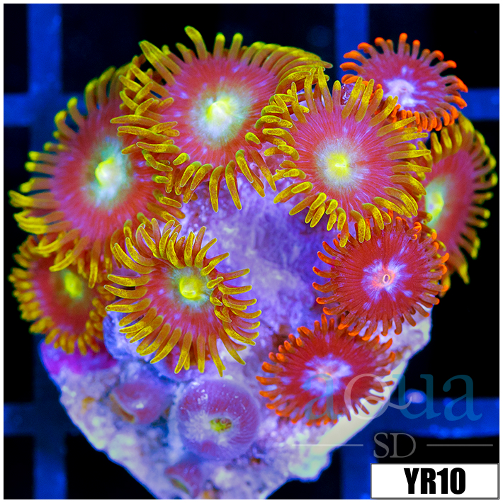 Lime Eyes Zoanthids