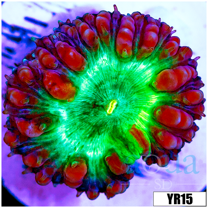 Purple Rim Blasto Wellsi