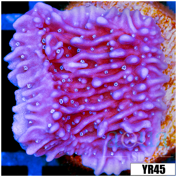 Purple Haze Montipora