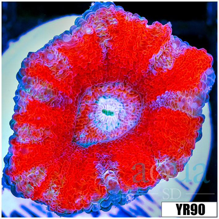 Peppermint Candy Acan Lord