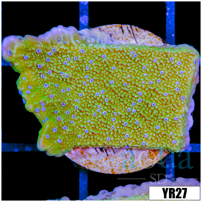 Blueberry Fields Montipora