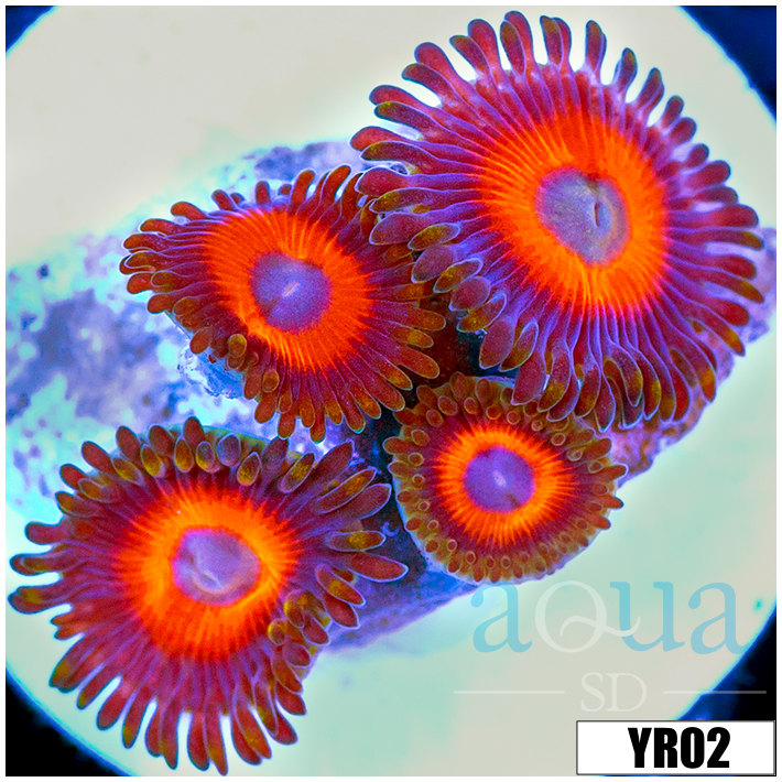 Red Oxide Zoanthids