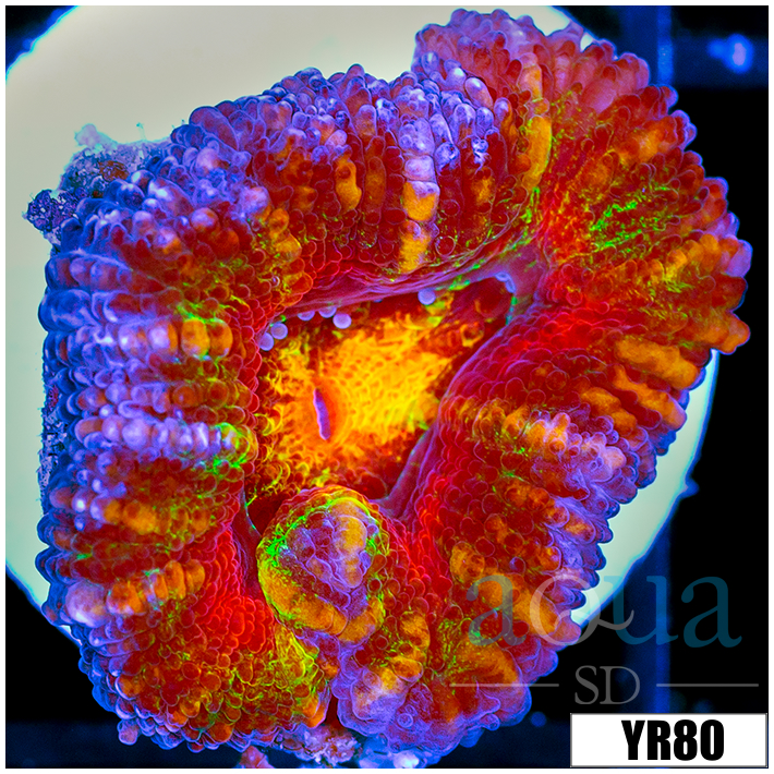 ASD Molten Rainbow Acan Lord