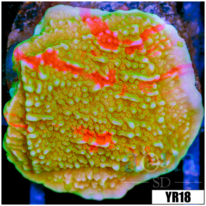 Grafted Montipora