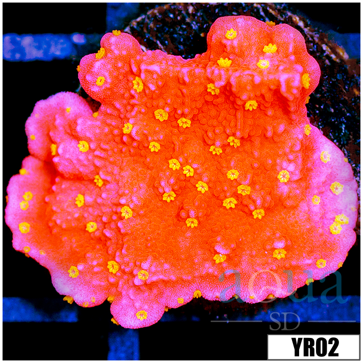 Sunburst Montipora