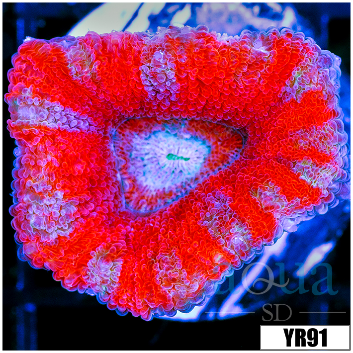 Peppermint Candy Acan Lord
