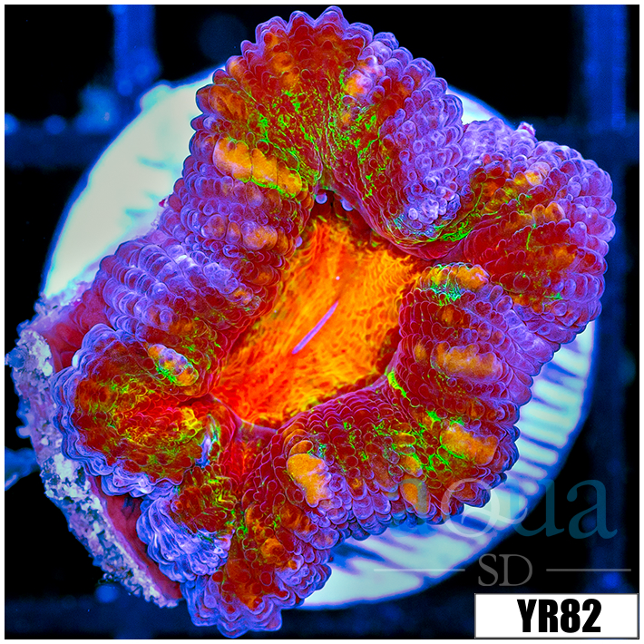 ASD Molten Rainbow Acan Lord