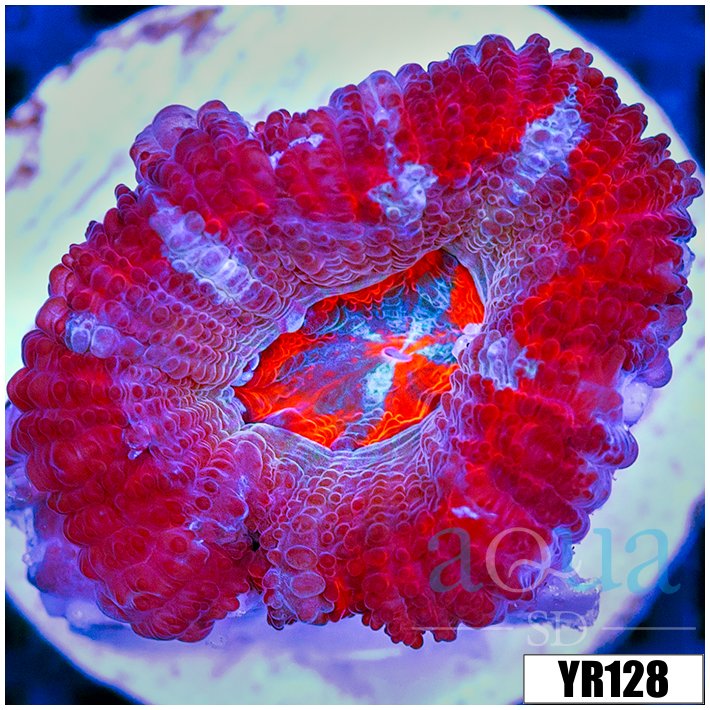 Pink Peppermint Acan Lord