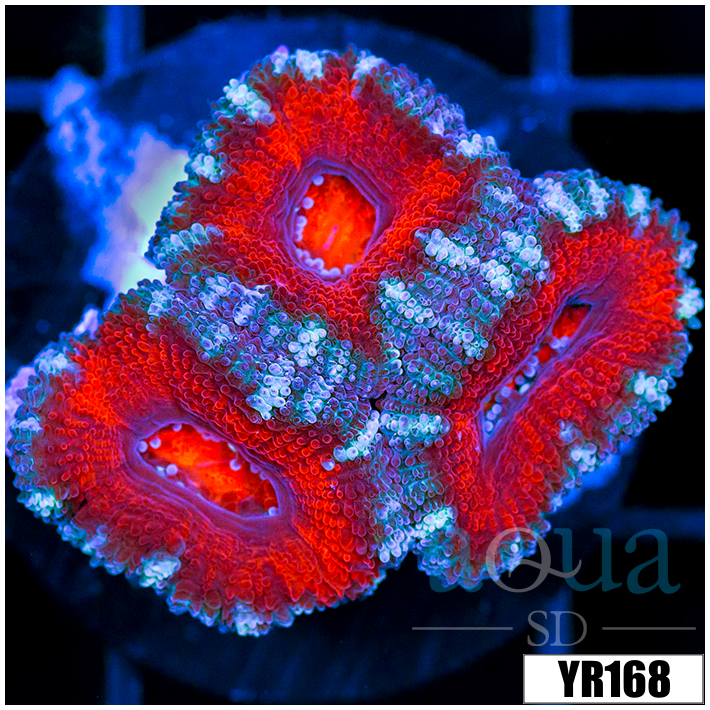 Teal Claw Acan Lord