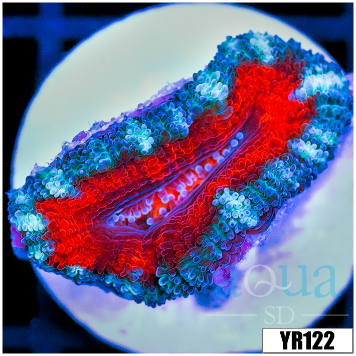 Teal Claw Acan Lord