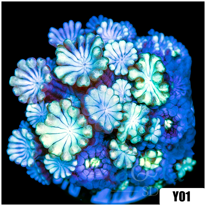 Aussie Ice Alveopora