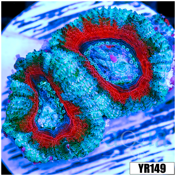 Ice Core Teal Claw Acan Lord