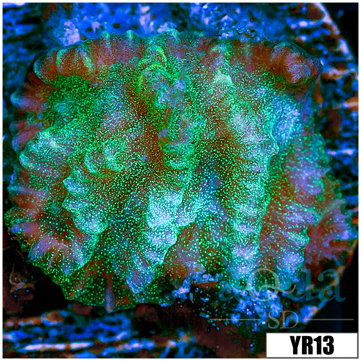 Sparkling Merulina Ampliata