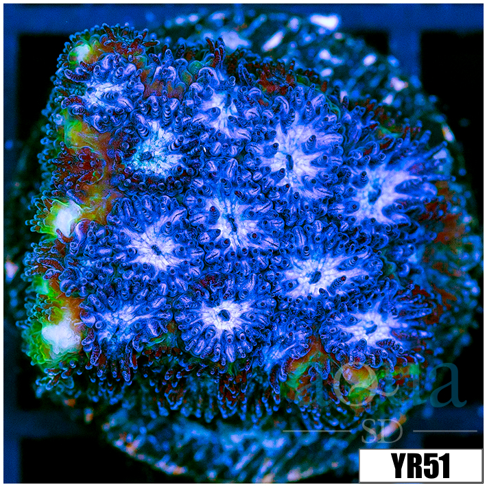 Black Ice Leptastrea
