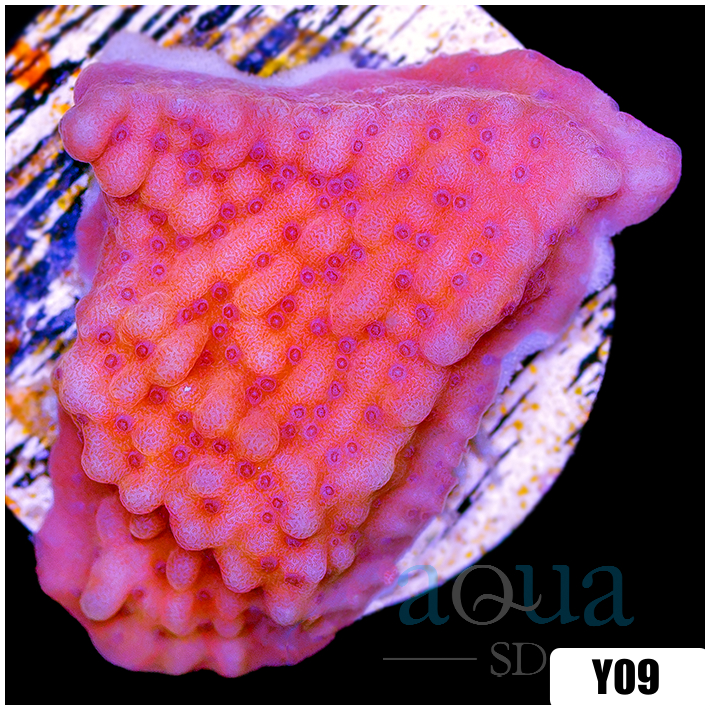 Orange Phoenix Montipora