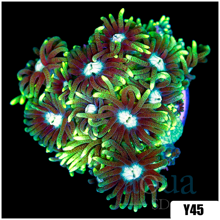 Neon Star Goniopora