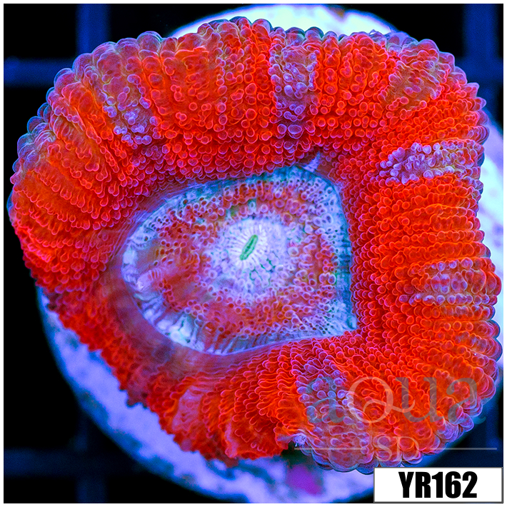 Peppermint Candy Acan Lord