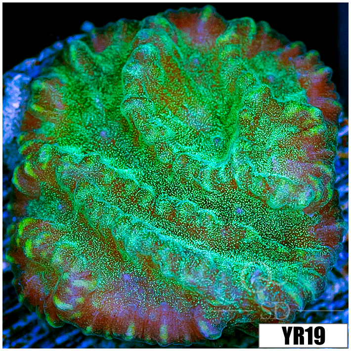 Sparkling Merulina Ampliata