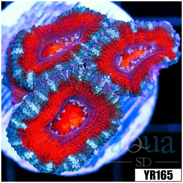 Teal Claw Acan Lord
