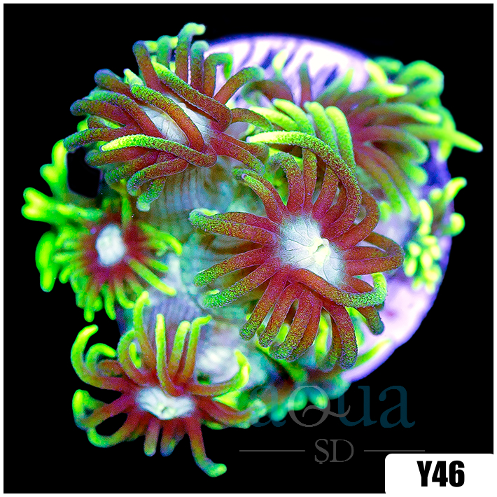 Neon Star Goniopora