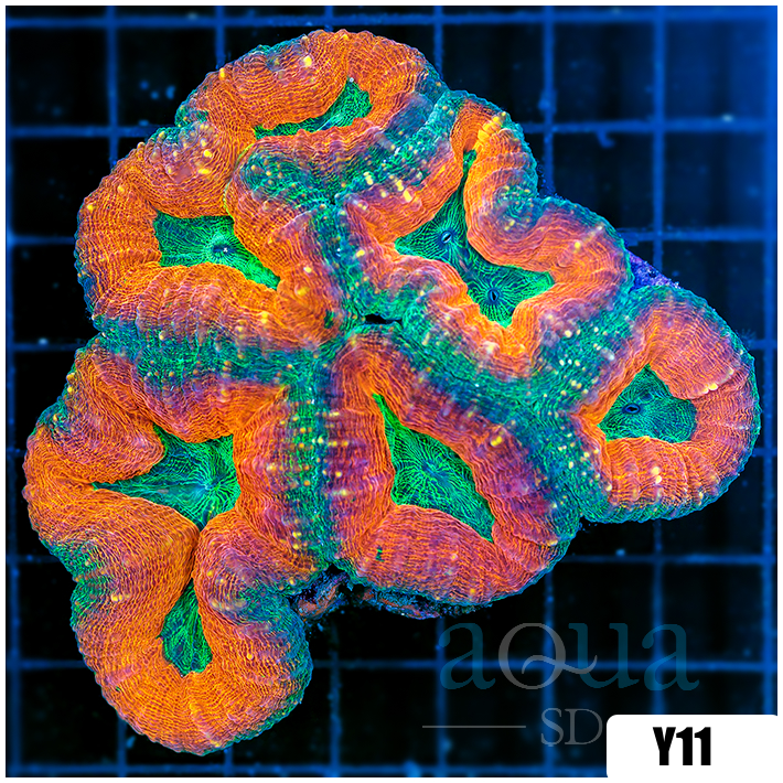 Acid Eyes Lobophyllia