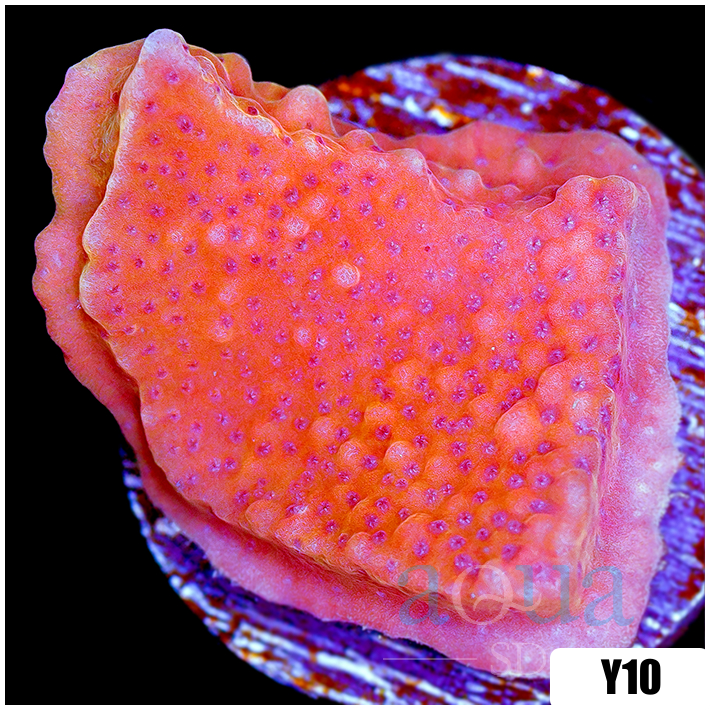 Orange Phoenix Montipora