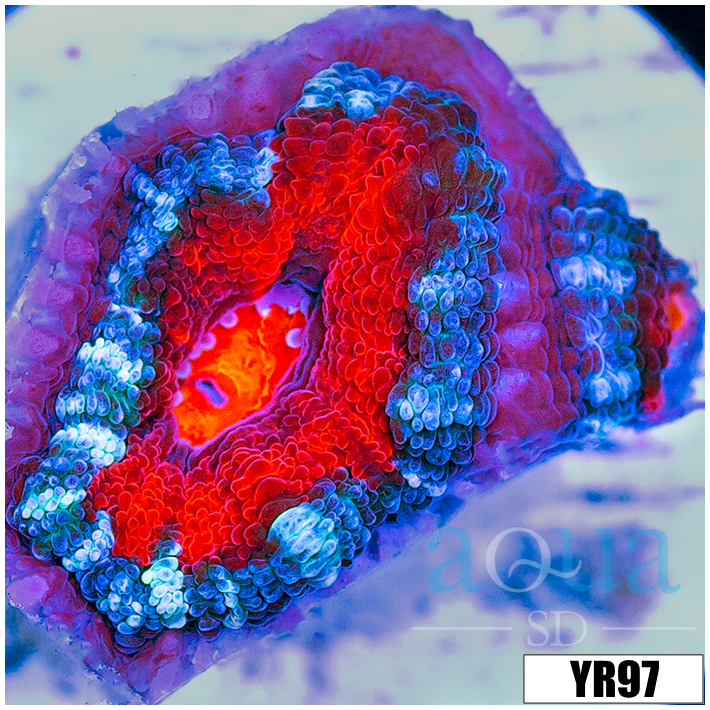 Teal Claw Acan Lord
