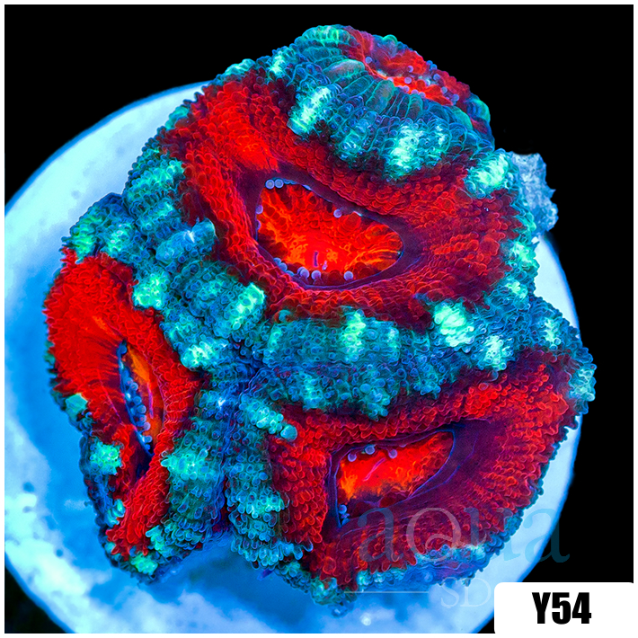 Teal Claw Acan Lord