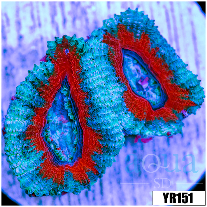 Ice Core Teal Claw Acan Lord