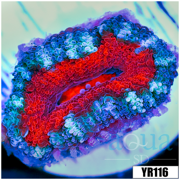 Teal Claw Acan Lord