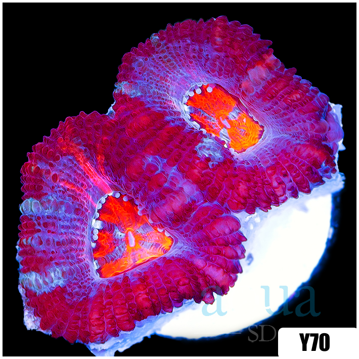 Pink Peppermint Acan Lord