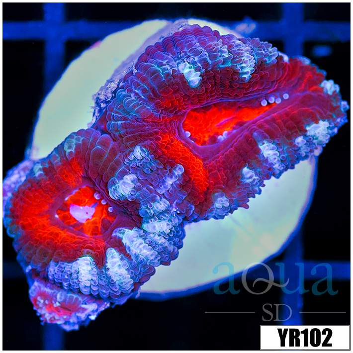 Teal Claw Acan Lord