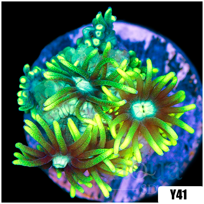 Neon Star Goniopora