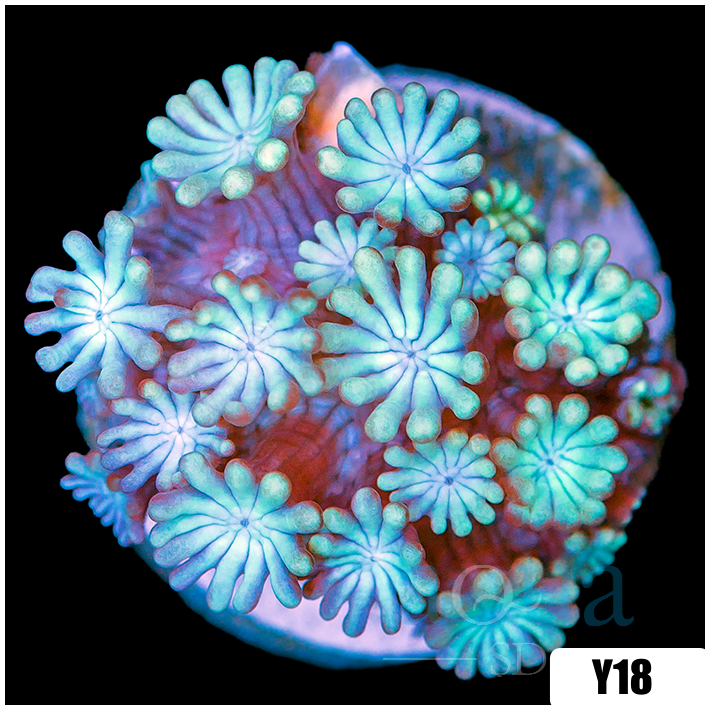 Aussie Iced Alveopora
