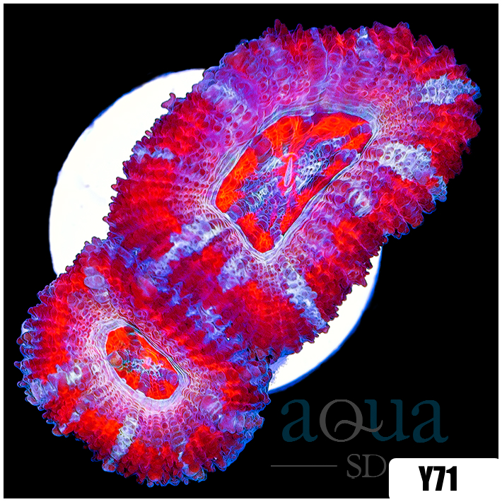 Pink Peppermint Acan Lord