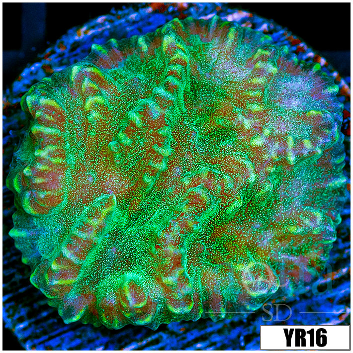 Sparkling Merulina Ampliata