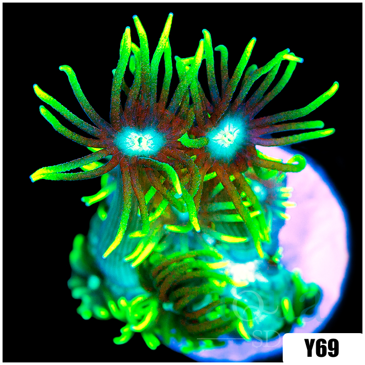 Neon Star Goniopora