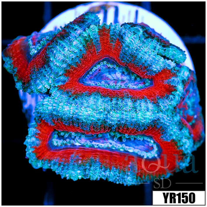 Ice Core Teal Claw Acan Lord