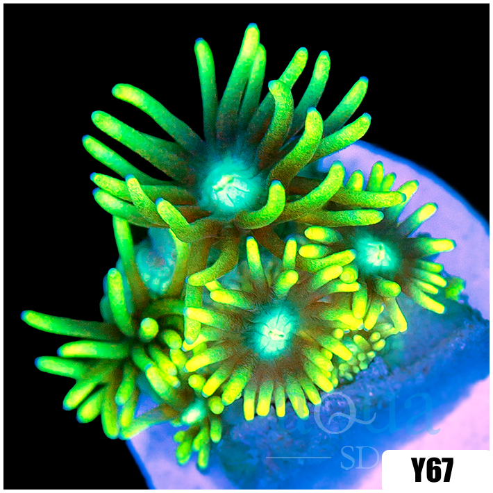 Neon Star Goniopora