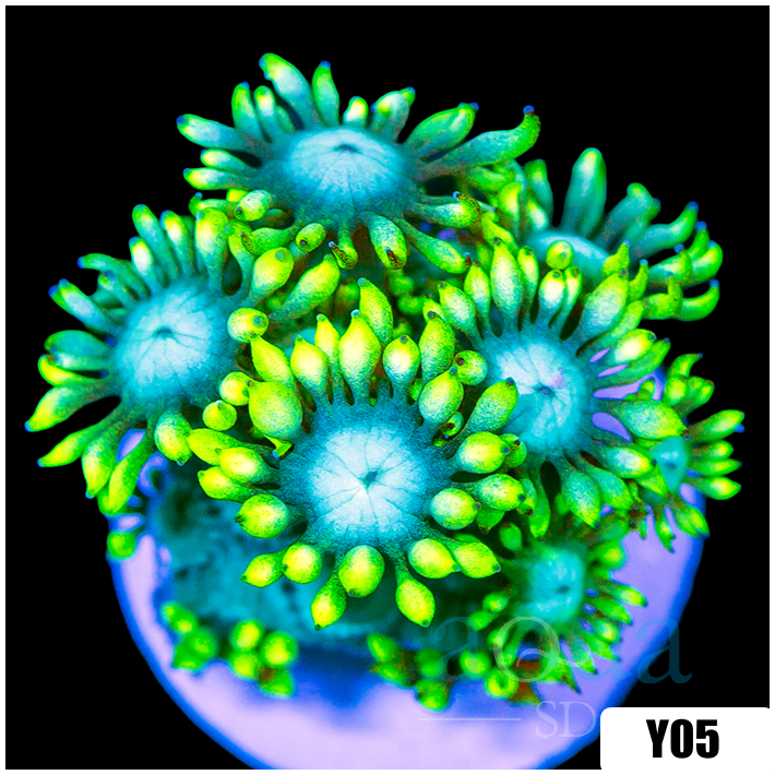 Aussie Neon Goniopora