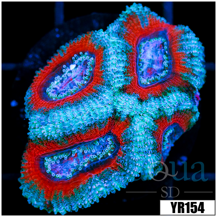 Ice Core Teal Claw Acan Lord