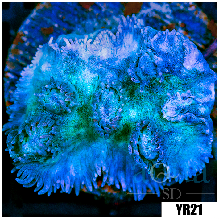 Iced Hydnophora Frag