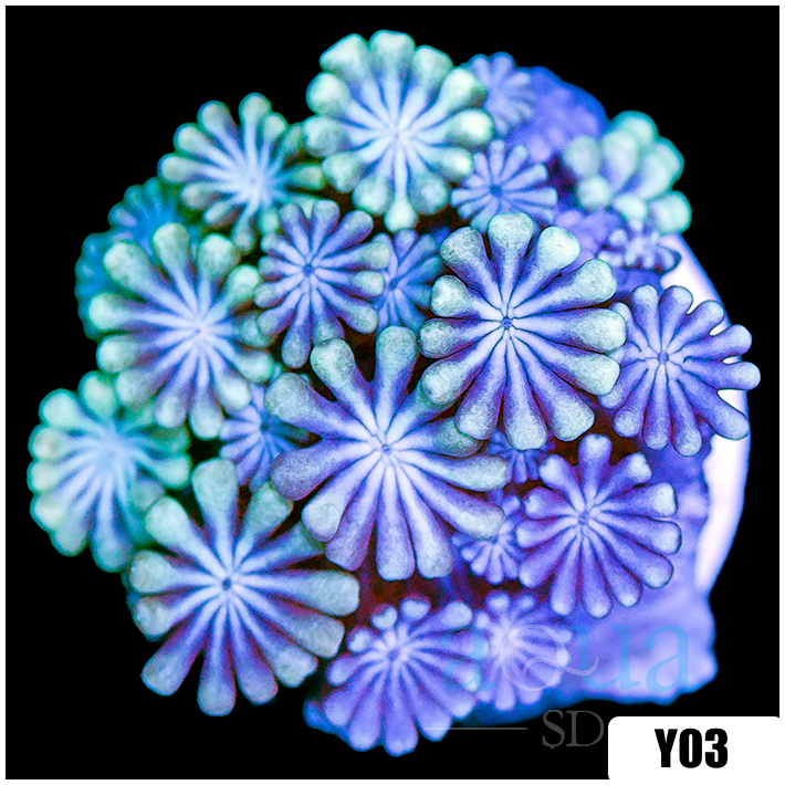 Aussie Ice Alveopora