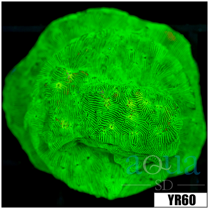 Nuclear Leptoseris