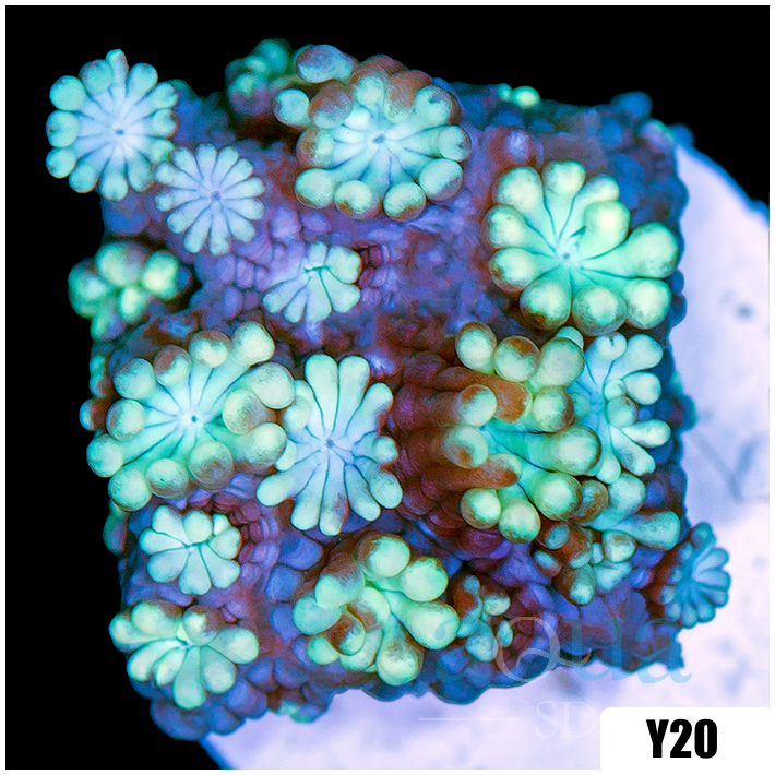 Aussie Iced Alveopora