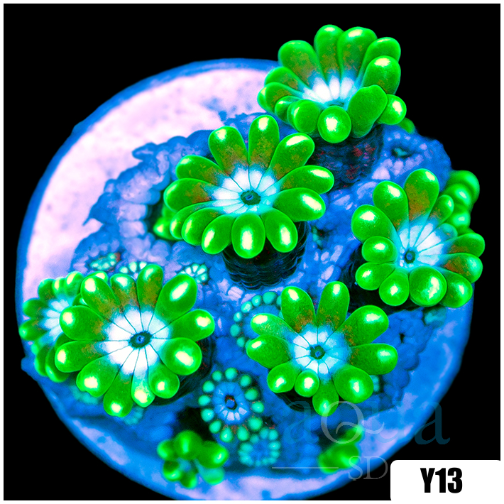 Aussie Green Petals Alveopora