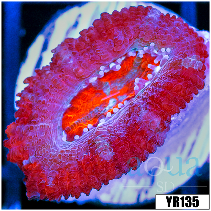 Pink Peppermint Acan Lord