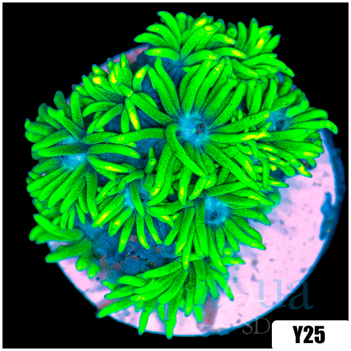 Neon Star Goniopora
